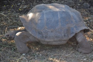 Giant turtle Santa Cruz island