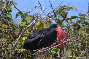 Frigatebird