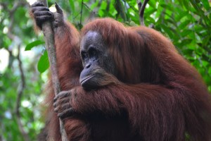 Orangutan