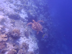 Sea turtle