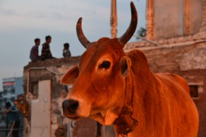 The saint cow