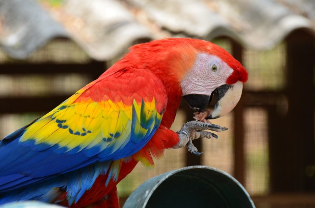macaw