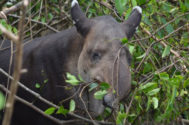 tapir