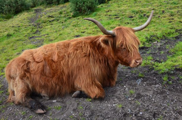 The famous Scottish cow